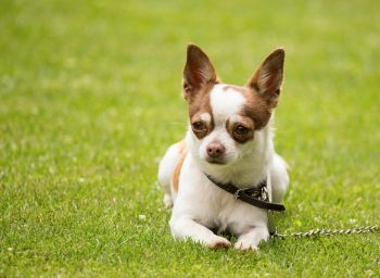 The History and Origin of the Chihuahua: A Comprehensive Look