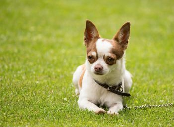 10 Life Lessons You Can Learn from a Chihuahua