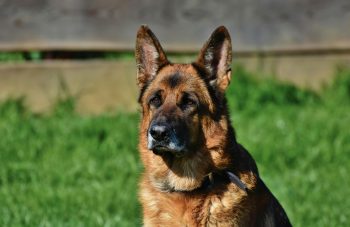 10 Life Lessons You Can Learn from a German Shepherd