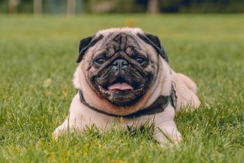 10 Dog Breeds Similar to Pugs