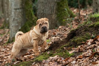 10 Life Lessons You Can Learn from a Shar Pei
