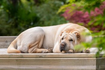 Shar Pei Lifespan – What to Expect & How to Help a Shar Pei Live Longer