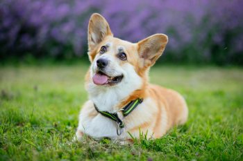 10 Life Lessons You Can Learn from a Corgi