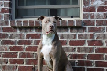 10 Life Lessons You Can Learn from a Pit Bull