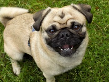 Pug Lifespan – What to Expect & How to Help a Pug Live Longer