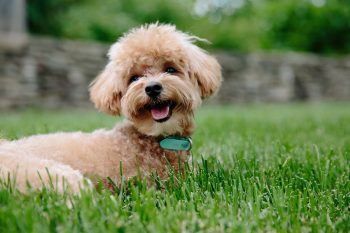 10 Dog Breeds Similar to Poodles