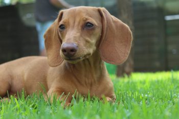 Dachshund Lifespan – What to Expect & How to Help a Dachshund Live Longer