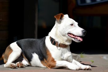 The History and Origin of the Jack Russell: A Comprehensive Look