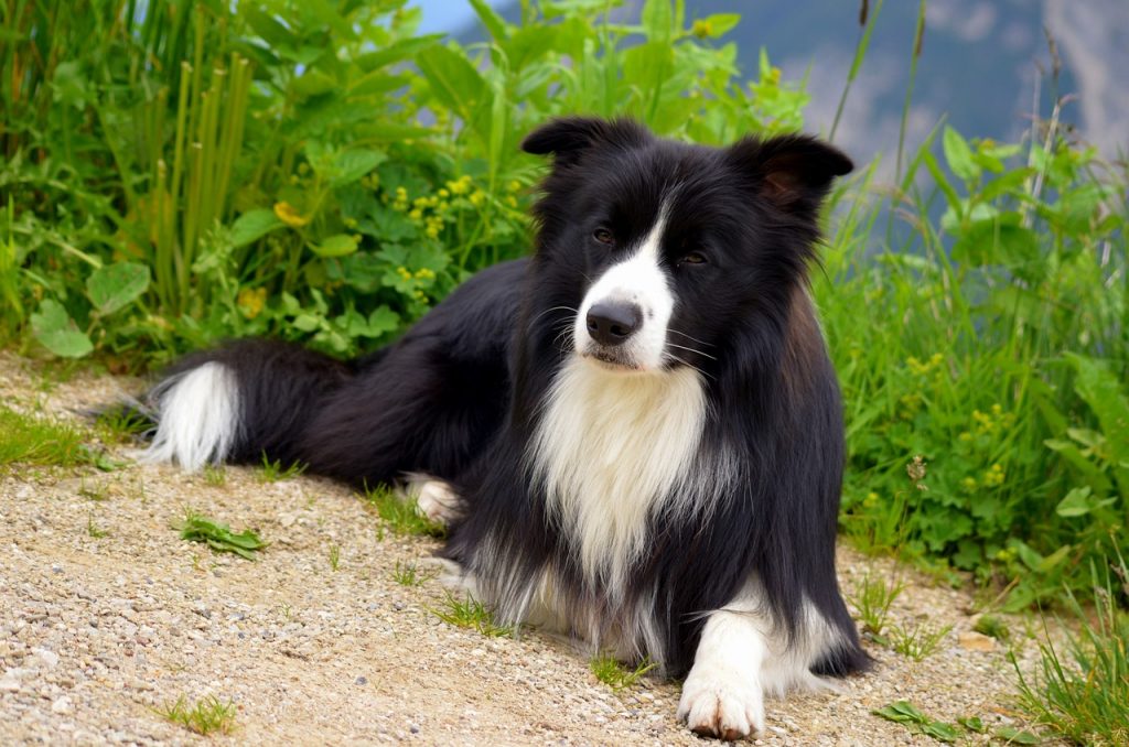 10 Dog Breeds Similar To Border Collies