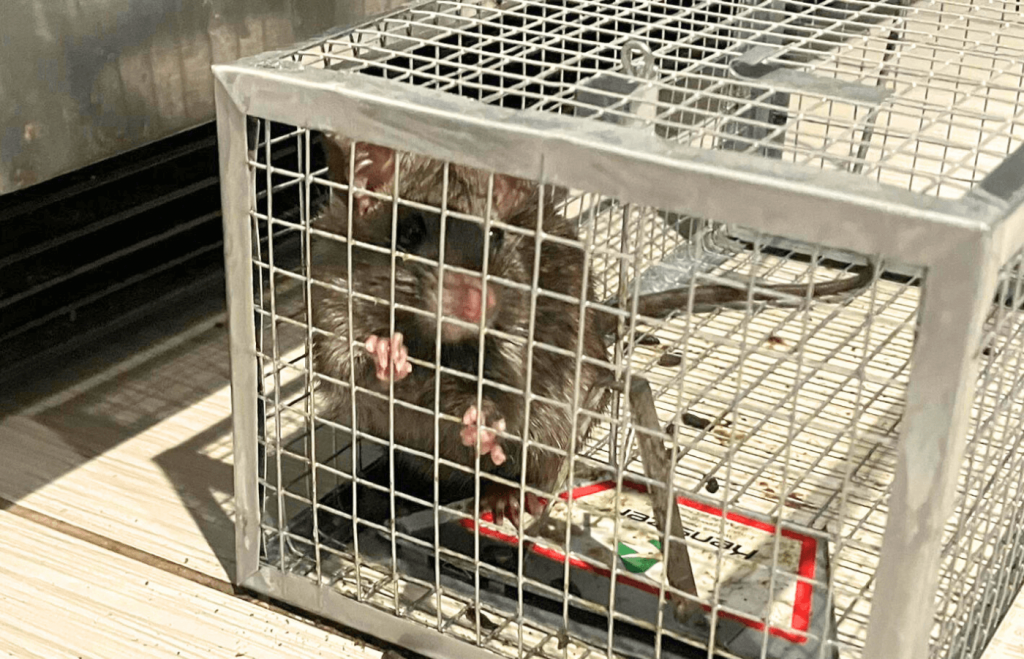 What an Avocado-Loving Rat Taught Me About Humane Rodent Control