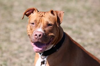 Pit Bull Lifespan – What to Expect & How to Help a Pit Bull Live Longer