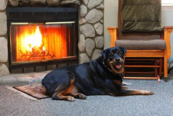 Rottweiler Lifespan – What to Expect & How to Help a Rottweiler Live Longer