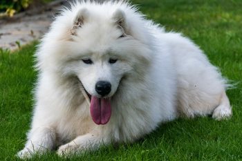 10 Life Lessons You Can Learn from a Samoyed