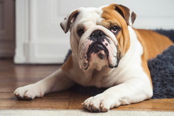 10 Life Lessons You Can Learn from a Bulldog