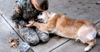 ‘Old Dog’ Begins To Cry When She Sees Her Best Friend Return From The Army