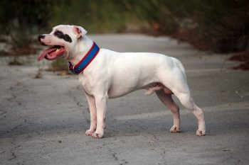 The History and Origin of the Staffordshire Bull Terrier: A Comprehensive Look