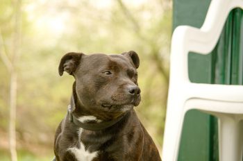 Staffordshire Bull Terrier Lifespan – What to Expect & How to Help a Staffordshire Bull Terrier Live Longer