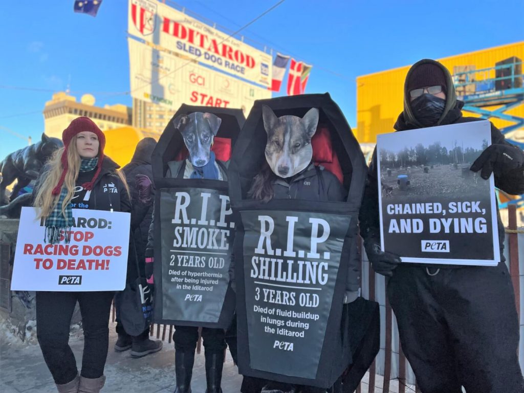 ‘Dead Dogs’ to Haunt Iditarod in New 3-Pronged Push to End Deadly Race