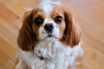 10 Life Lessons You Can Learn from a Cavalier