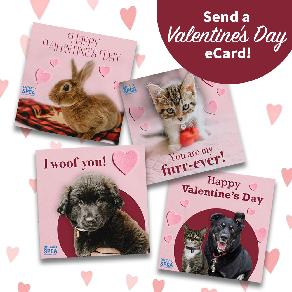 Celebrate your puppy love this Valentine’s Day with gifts that give back to animals in need
