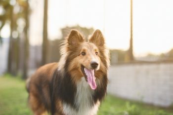 Collie Lifespan – What to Expect & How to Help a Collie Live Longer