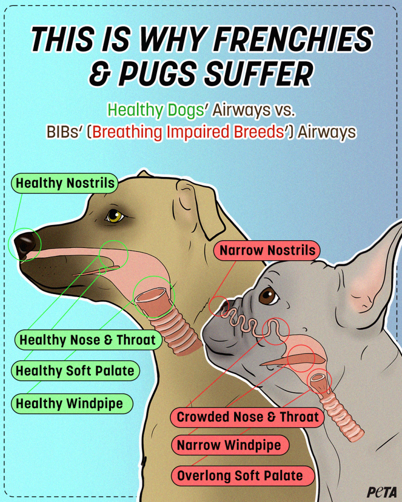 Plano-Based Marketing Firm Drops Breathing-Impaired Breeds From Ads After PETA Appeal