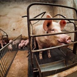 10 things you need to know about pig farming