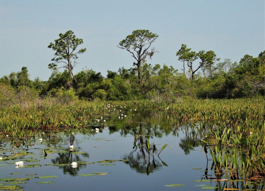 Revised Permits Don’t Go Far Enough: Protect the Okefenokee National Wildlife Refuge!