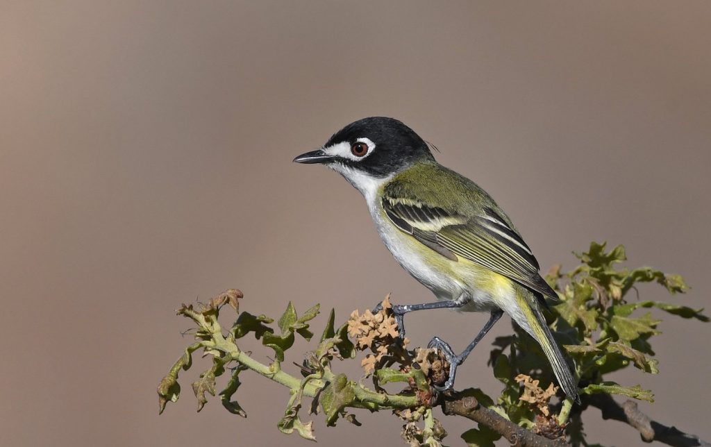 Happy 121st Birthday to the National Wildlife Refuge System, and Welcome Everglades to Gulf Conservation Area!