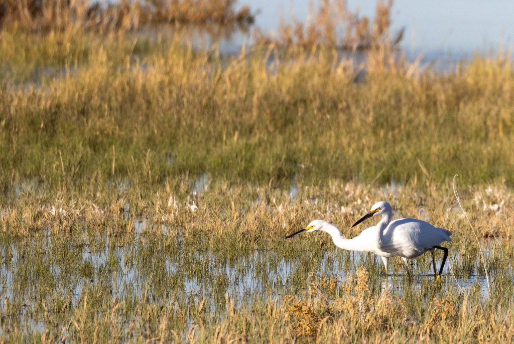 Fiscal Year 2024 Spending Bill Shortchanges National Wildlife Refuge System