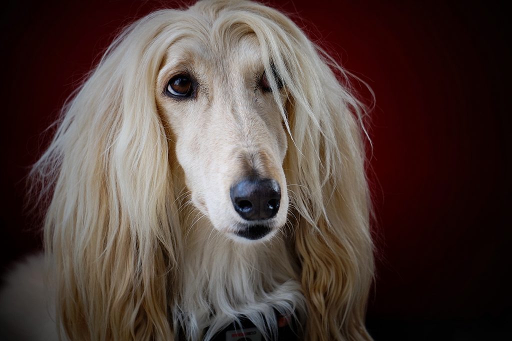 Ultimate Afghan Hound Puppy Shopping List: Checklist of 23 Must-Have Items