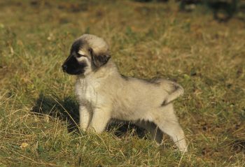 Ultimate Anatolian Shepherd Puppy Shopping List: Checklist of 23 Must-Have Items