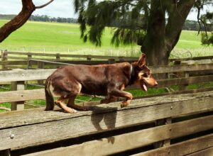 Ultimate Australian Kelpie Puppy Shopping List: Checklist of 23 Must-Have Items