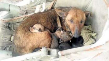 Woman Heard Crying, Found Newborn Human Baby Tucked In Between Litter Of Stray’s Pups