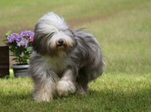 Ultimate Bearded Collie Puppy Shopping List: Checklist of 23 Must-Have Items