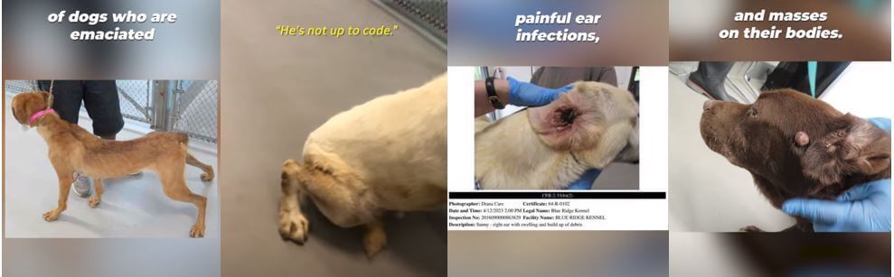 Dog Lab Hellhole Fined $80K by Feds After 83 Violations; PETA Asks DA to Investigate Blue Ridge Kennel