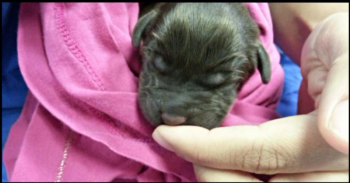 Owner Was Set On Putting Newborn Puppy Down But Vet Tech ‘Wouldn’t Allow It’