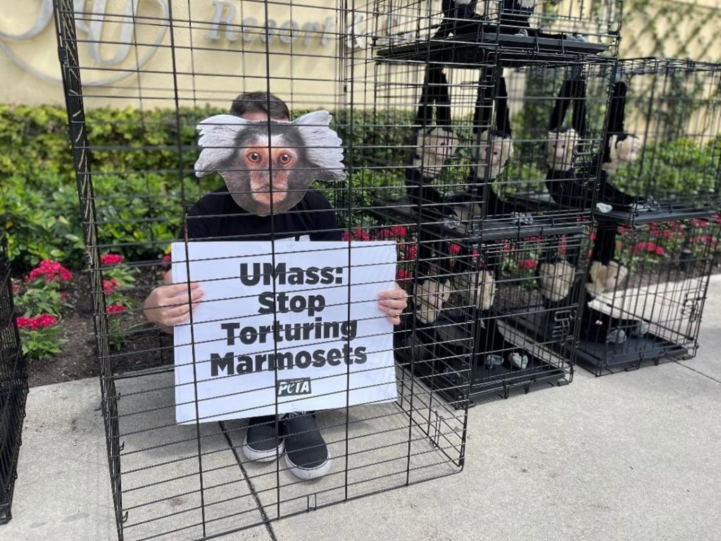 Caged ‘Primates’ to Rattle UMass Event at Naples Hotel Over Monkey Menopause Tests