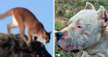 Dog Sees Puma ‘Chasing’ A Little Girl, So He Charges At The Puma