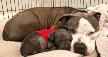 Teeny Puppy That Needed A Mama Snuggles Into Dog That Lost Her Babies