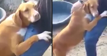 Homeless Dog Hugs News Reporter And Doesn’t Let Go Until Adopted