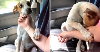 Woman Rescues ‘Dying’ Chained Up Dog And Dog Grabs Her Hand To Say “Thank-You”