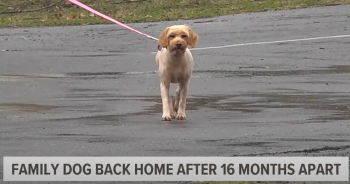 Dog Is ‘Miraculously’ Reunited With Loving Family After 16 Months
