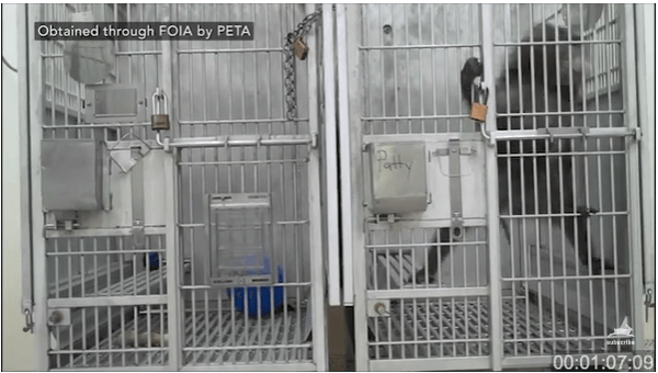 Eastern Virginia Medical School Violated Law in Baboon Pregnancy Study; PETA Calls For End to Experiments