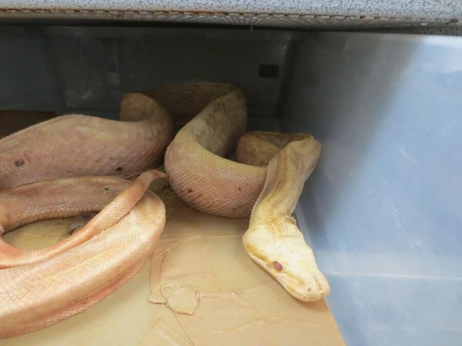 PETA Demands More Room for Snakes, Calls On Newberry Reptile Mill and Petco Supplier to Stop Warehousing Reptiles in Tiny Plastic Tubs