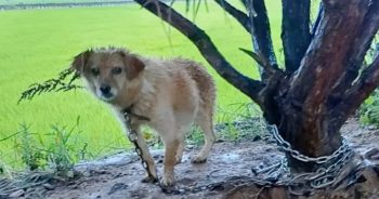 Wails Of A Pregnant Dog Tethered To A Tree Resounded In The Pouring Rain