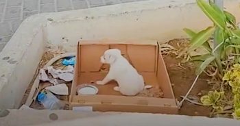 A Pint-Sized Puppy Was Left In A Planter Outside Supermarket