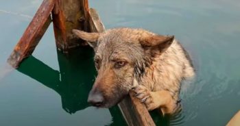 Dog Trapped In Icy Lake Held Onto Sunken Wooden Railing