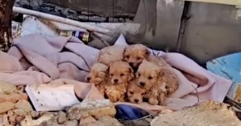 A Cluster Of Puppies Huddled Together In An Orchard