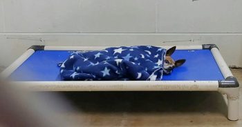 After Owner’s Gone, Chihuahua Stays True To Their Nightly Ritual